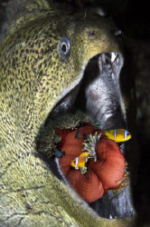 Open wide. by Dray Van Beeck 